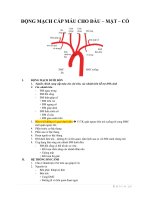 LÝ THUYẾT GIẢI PHẪU 1 (LT GP1) - ĐỘNG MẠCH CẤP MÁU CHO VÙNG ĐẦU