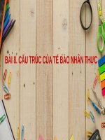 BÀI 8. CẤU TRÚC CỦA TẾ BÀO NHÂN THỰC - SINH HỌC 10