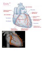 Tìm hiểu về cấu trúc và tuần hoàn của hệ Động mạch vành