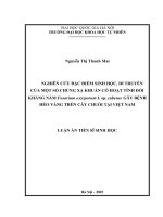 NGHIÊN CỨU ĐẶC ĐIỂM SINH HỌC, DI TRUYỀN CỦA MỘT SỐ CHỦNG XẠ KHUẨN CÓ HOẠT TÍNH ĐỐI KHÁNG NẤM Fusarium oxysporum f. sp. cubense GÂY BỆNH HÉO VÀNG TRÊN CÂY CHUỐI TẠI VIỆT NAM