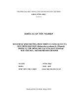 Khóa luận tốt nghiệp Nông học: So sánh sự sinh trưởng, phát triển và năng suất của bảy giống đậu bắp (Abelmoschus esculentus(L.) Moench) trồng vụ thu đông 2022 tại vùng đất xám bạc màu Thủ Đức, thành phố Hồ Chí Minh