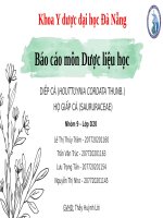 SLIDE BÁO CÁO DƯỢC LIỆU HỌC CÂY DIẾP CÁ (Houttuynia cordata Thunb.– Saururaceae)