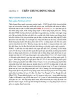 Chương 35 thân chung Động mạch