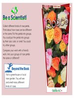 12 plants k 2 focus book roses