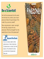 15 plants k 2 focus book pinecones