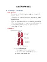 Nhiễm sắc thể