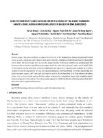Ky 20220627094651 genetic diversity and cultivar identification of ha chau burmese grapes (baccaurea ramiflora lour) in based on dna barcodes