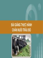 BÀI GIẢNG - THỰC HÀNH CHĂN NUÔI TRÂU BÒ