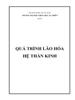 Sinh lý quá trình lão hóa hệ thần kinh ở người