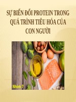 Sự biến Đổi protein trong quá trình tiêu