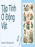 Bài thuyết trình   tập tính Ở Động vật