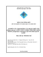 Nghiên cứu Ảnh hưởng của dịch chiết tỏi (allium sativum l) Đến chất lượng tôm thẻ chân trắng (litopenaeus vannamei) lột pto bảo quản lạnh